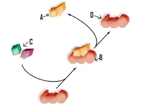 3 10 Chemical Reactions In Living Things Biology Libretexts