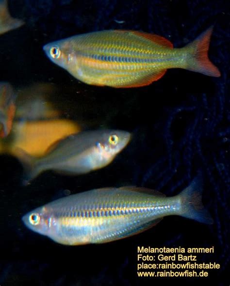 Melanotaenia Ammeri Rainbowfishstable