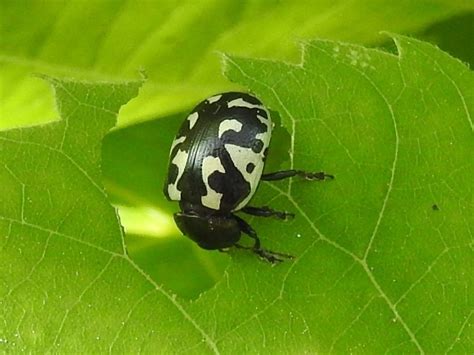 Calligrapha Pnirsa From Lanark County ON Canada On June 12 2021 At