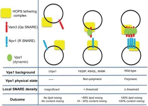 Schematic Representation Of Vps Function In Snare Mediated Fusion