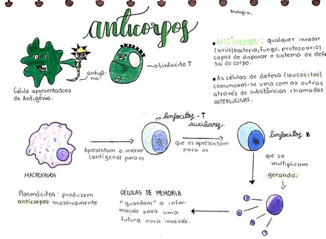 Mapa Mental Anticorpos Imunologia Geral Porn Sex Picture