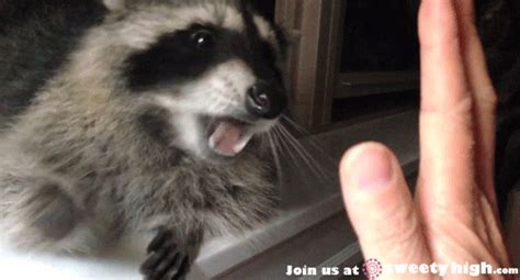 High Five Raccoon GIF - Find & Share on GIPHY