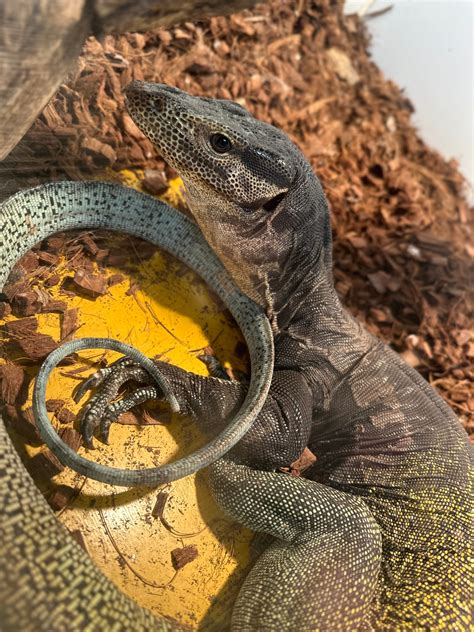 reptiles house 3
