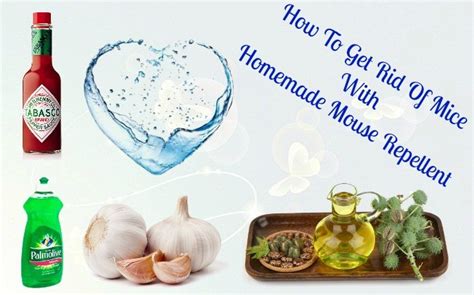 Top 6 Ways On How To Get Rid Of Mice Naturally And Fast