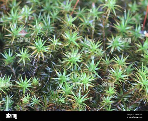 Discover The Fascinating World Of Polytrichum Strictum Outdoor Moss