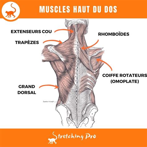 9 Meilleurs Assouplissement Du Dos Sans Douleur