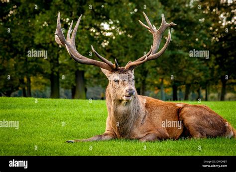 Deer, Wollaton Park, Nottingham, UK Stock Photo - Alamy