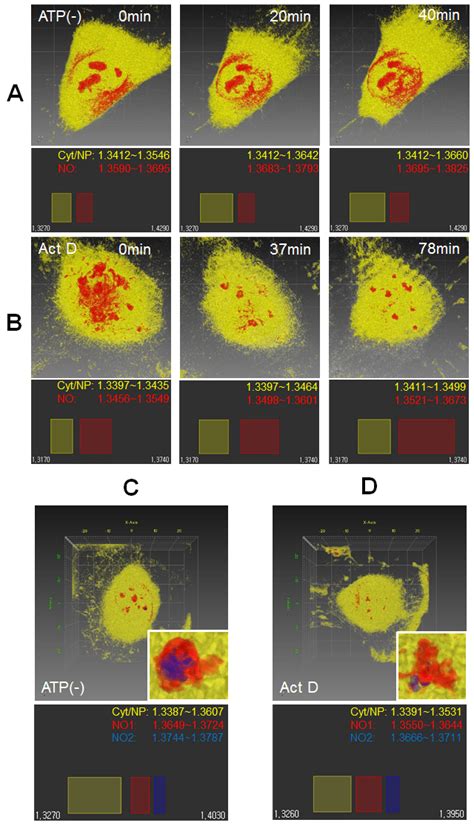 ODT Time Lapse Analysis Of Single HeLa Cells With ATP Depletion Or Act