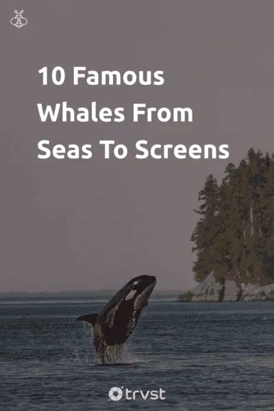 10 Famous Whales From Seas To Screens