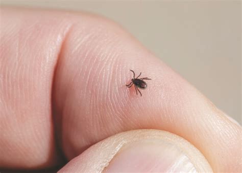 Eastern Shore Hotspot For Potentially Fatal Tick Borne Parasite