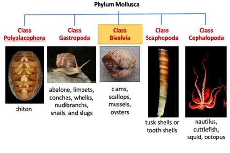 Phylum Mollusca 2 Class Bivalvia Flashcards Quizlet