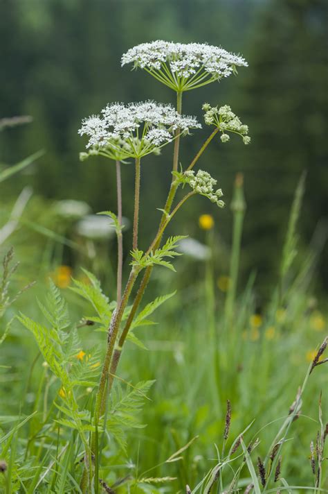 A Simple Guide To The Wildflowers Of Britain Country Life