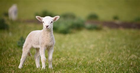 Baby Sheep: What is a Baby Sheep Called? - RaisingSheep.net