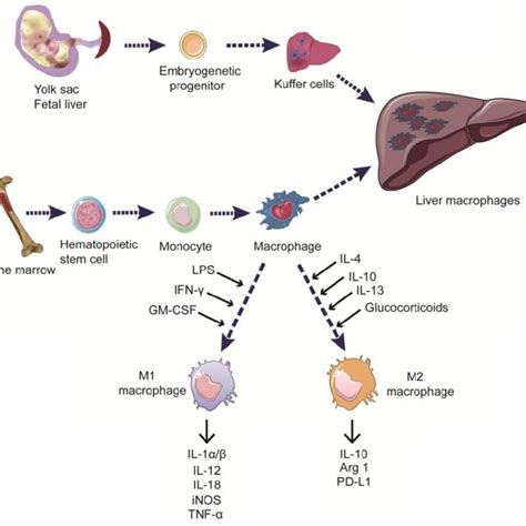 Effects Of Tams In The Pathogenesis Of Hcc Tam Can Promote Hcc