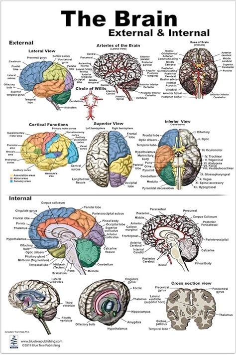 Amazon Blue Tree Publishing Brain Charts Brain Poster L Prints