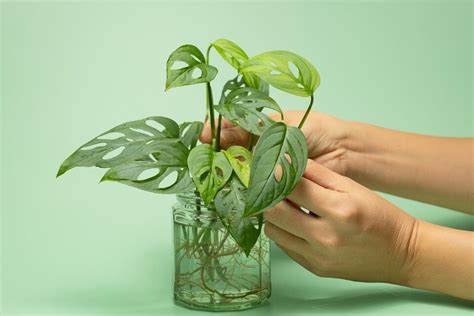 Cómo Usar El Vinagre Para Cuidar Tus Plantas Nexofin