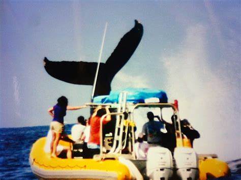 Humpback Whale Tail with Boat - Hawaii Pictures