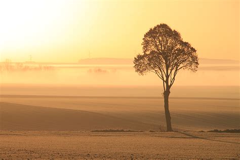 Silhouette of tree in desert during sunset HD wallpaper | Wallpaper Flare