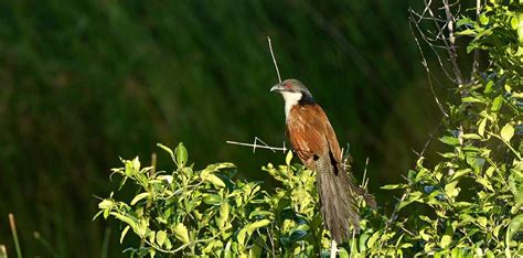 iSimangaliso Wetland Park | Africa on the Move