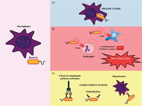 Figure 1 From Physiology And Pathology Of Innate Immune Response