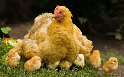 Baby Chickens Wallpaper - WallpaperSafari