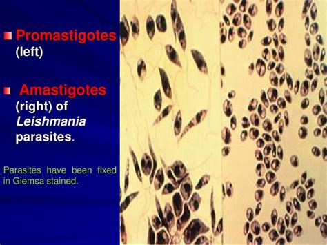 Blood And Tissue Flagellates Haemoflagellates Leishmania Spp Ppt