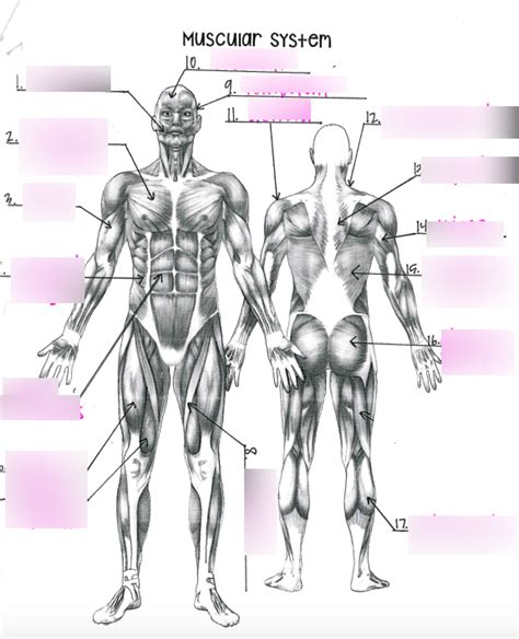 Muscular System Diagram Quizlet