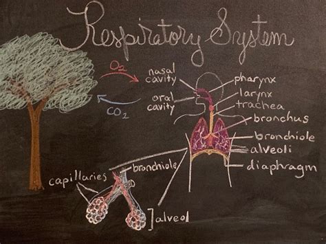 Grade 7 The Respiratory System En 2024 Sistema Respiratorio