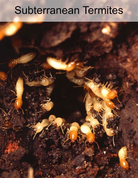 Subterranean Termites Termite Inspection Orange County Termite Terry