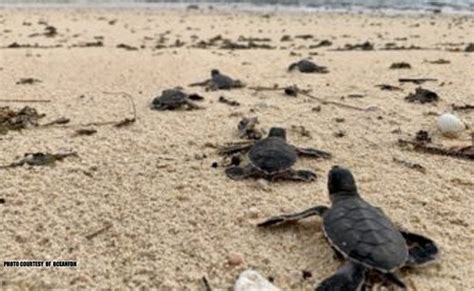 86 Green Sea Turtle Hatchlings Pinakawalan Sa Dagat Ng Catanduanes