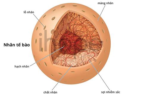 Nhân Tế Bào Cấu Trúc Chức Năng và Tầm Quan Trọng trong Y Học