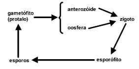 Aio O Esquema Abaixo Representa O Ciclo Reprodutivo De Uma