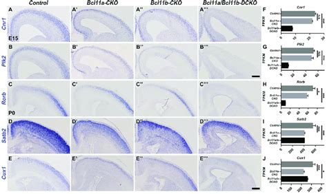 Expression Of Some Upper Layer Neuronal Genes Is Reduced After Bcl11a