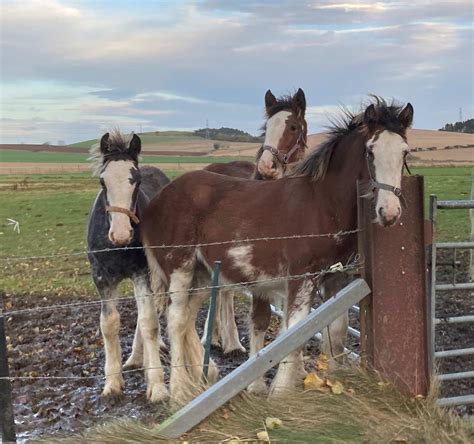 Newborn Clydesdale Foal