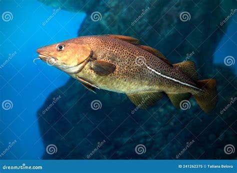 Atlantic Cod, Gadus Morhua, Portrait, Close Up Stock Image - Image of ...