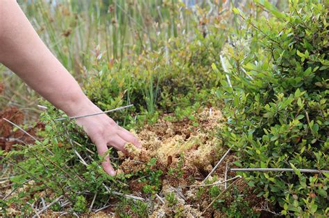 Everything You Need To Know About Peat Moss: Composition, Benefits, And ...