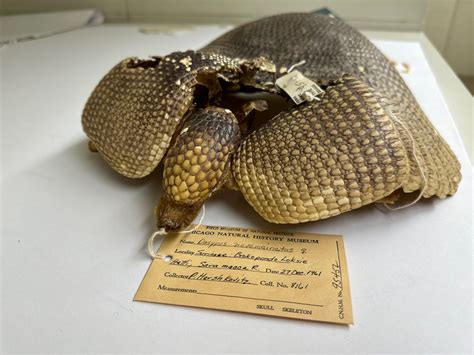 A new armadillo species was hiding in plain sight | Popular Science