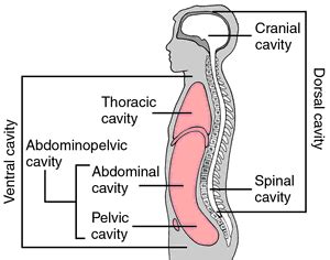 Ventral Definition Anatomy Anatomy Reading Source