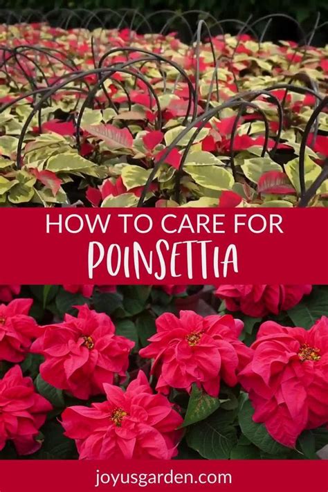 Poinsettia Plant Care Keep Yours Looking Good Video Video