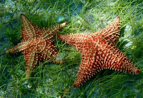 Starfish Photograph By Annette Kirchgessner Fine Art America