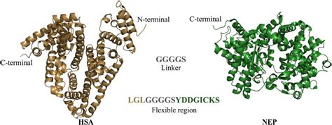 Hsa N Terminus Fused With The Nep C Terminus Via Ggggs Linker Figure