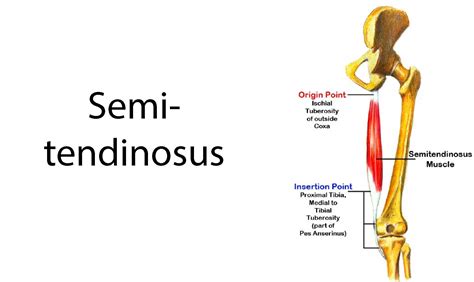 Hamstring Muscles Anatomy What To Do If You Pull Your Hamstrings