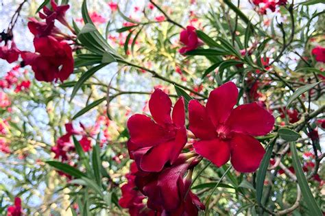 9 of the Best Oleander Varieties | Gardener’s Path