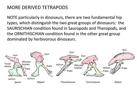 Ppt Biology 524 Postcranial Skeleton Iii Pelvic Girdle And Femur S