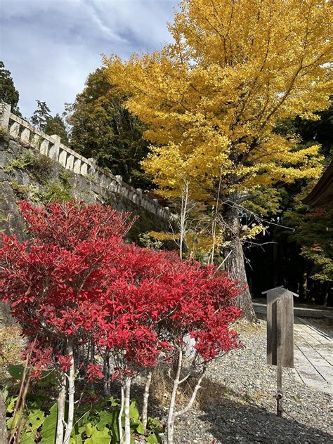 🍁もみじ🍁の秋葉山 やらママさんの秋葉山の活動日記 Yamap ヤマップ