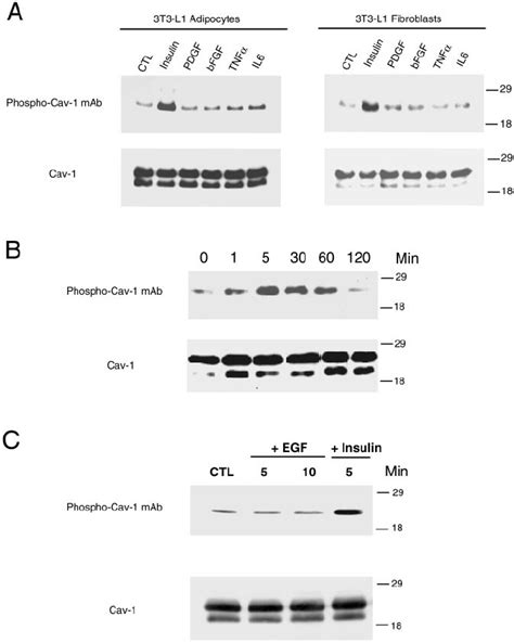 Insulin Stimulated Phosphorylation Of Caveolin On Tyrosine In