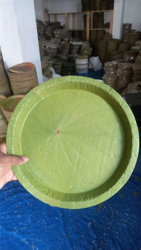 Inch Original Siali Herbal Leaf Buffet Plates At Rs Piece