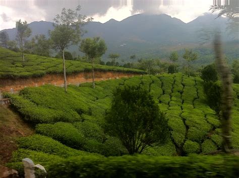 Elevation of Kattappana, Kerala, India - Topographic Map - Altitude Map