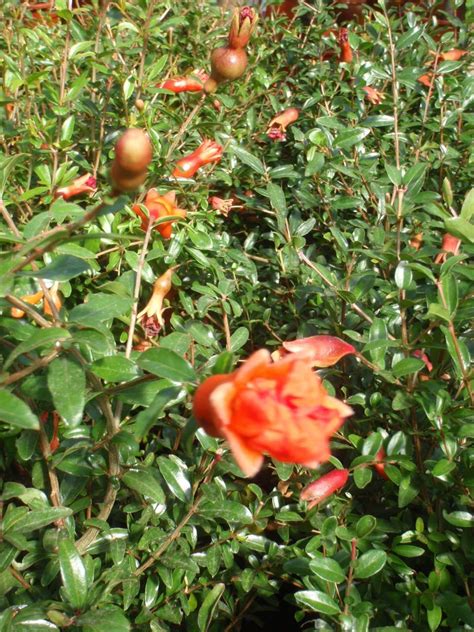 Zwerg Granatapfel Granatapfelb Ume Obstpflanzen Gartenpflanzen