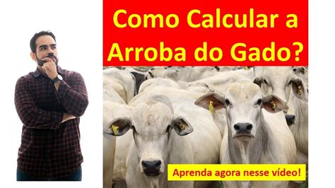 Como Calcular A Arroba Do Gado Por Que A Arroba De Vaca É Mais Barata